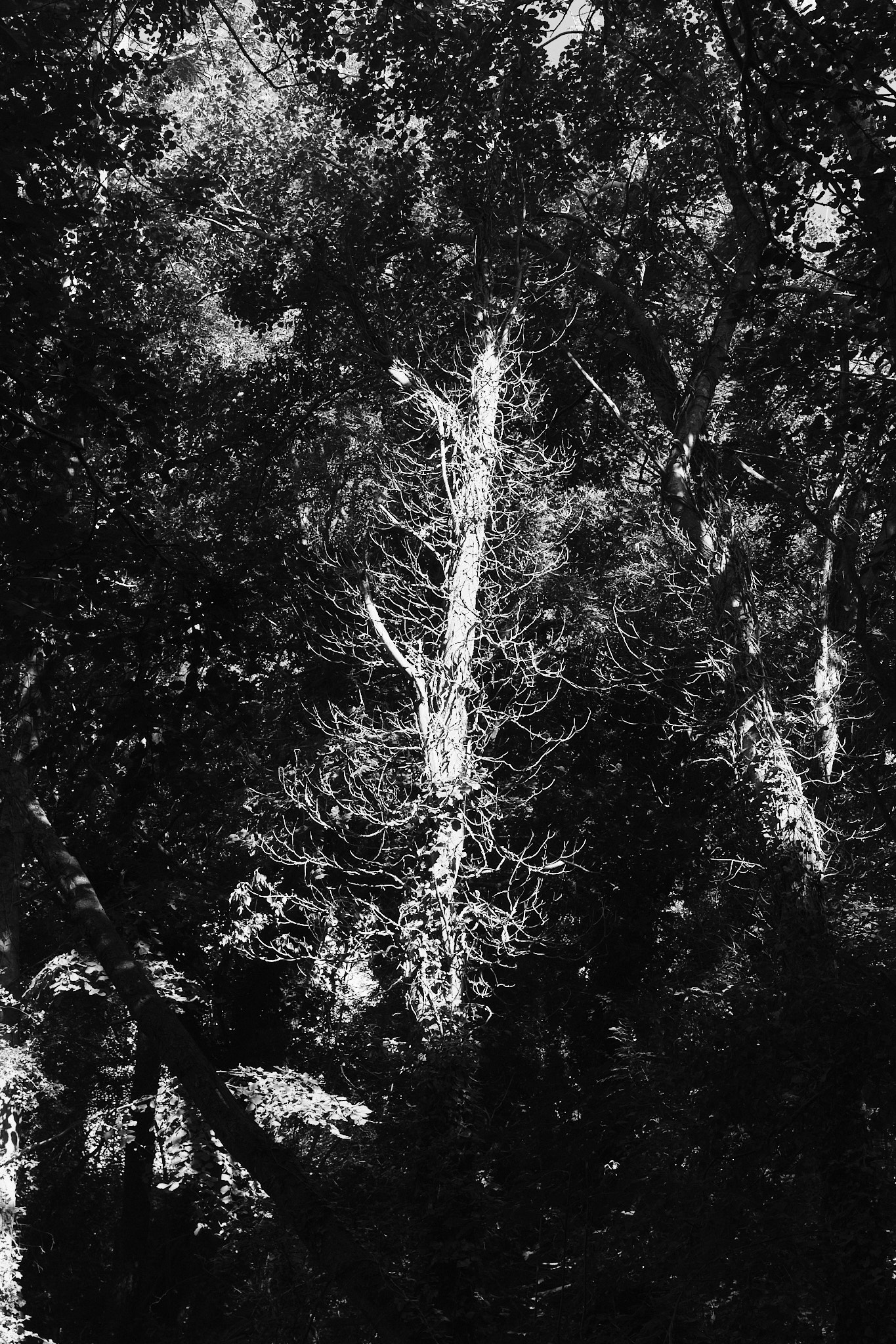 Black and white portrait of a dead tree surrounded by live trees