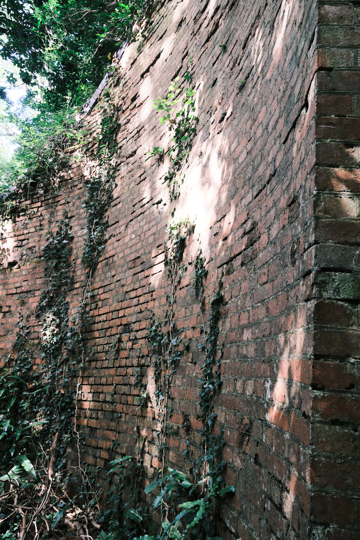 Common ivy traversing a brick wall