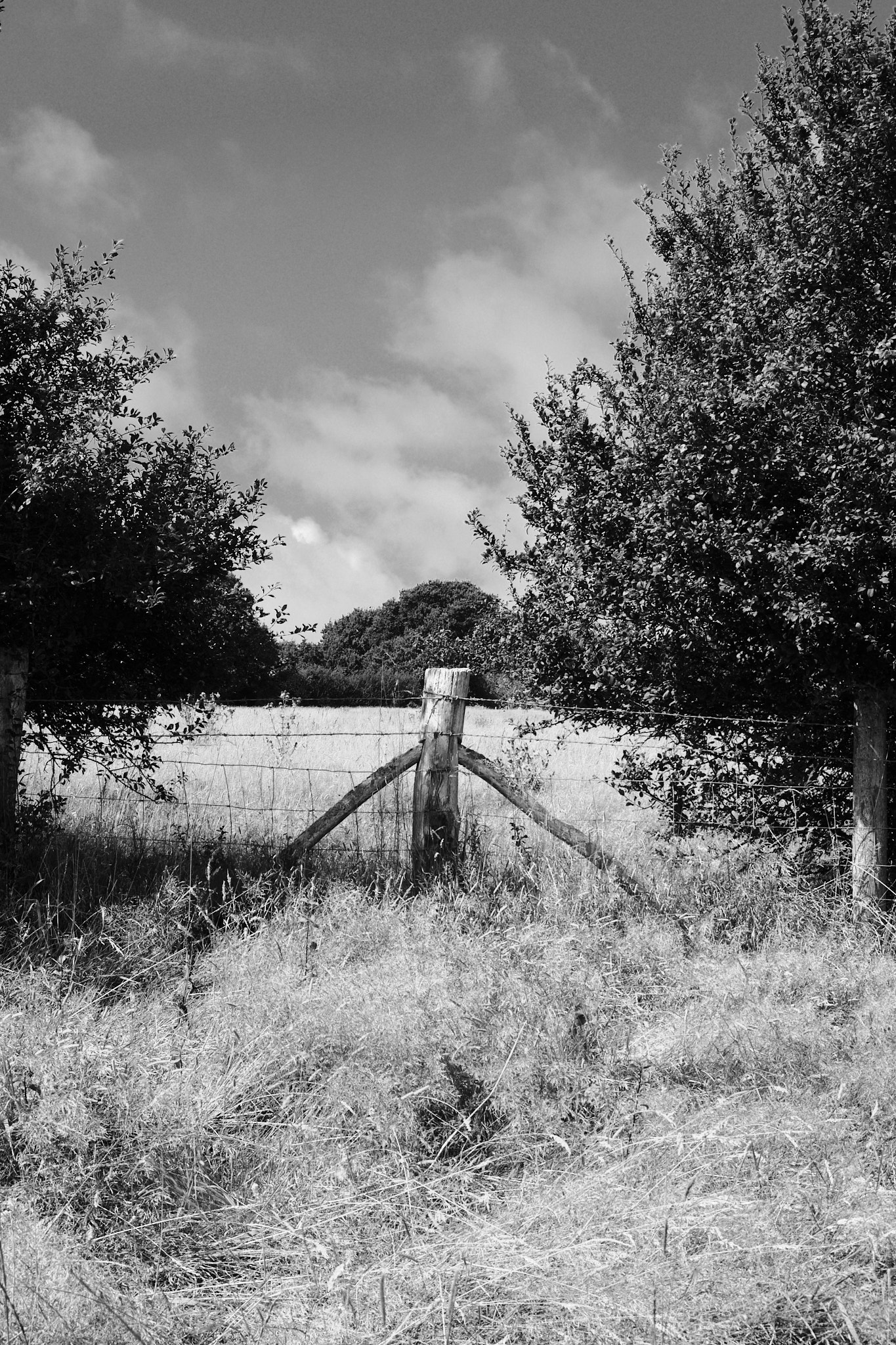 A log used as the foundation for a fence, surrounded by trees