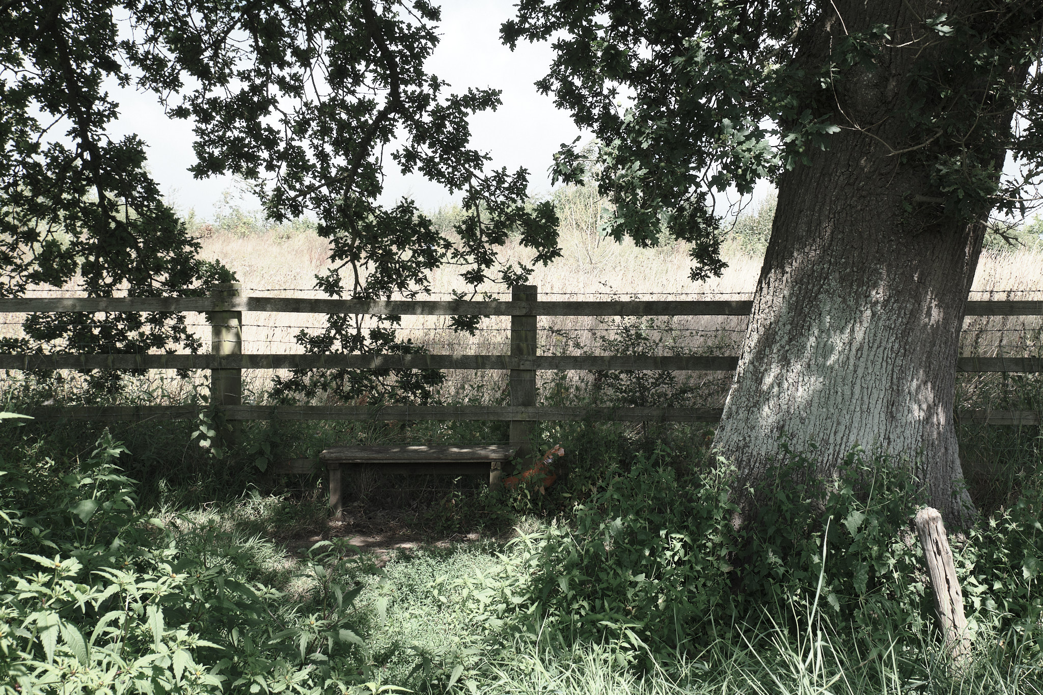 A bench shaded by the sun under a tree