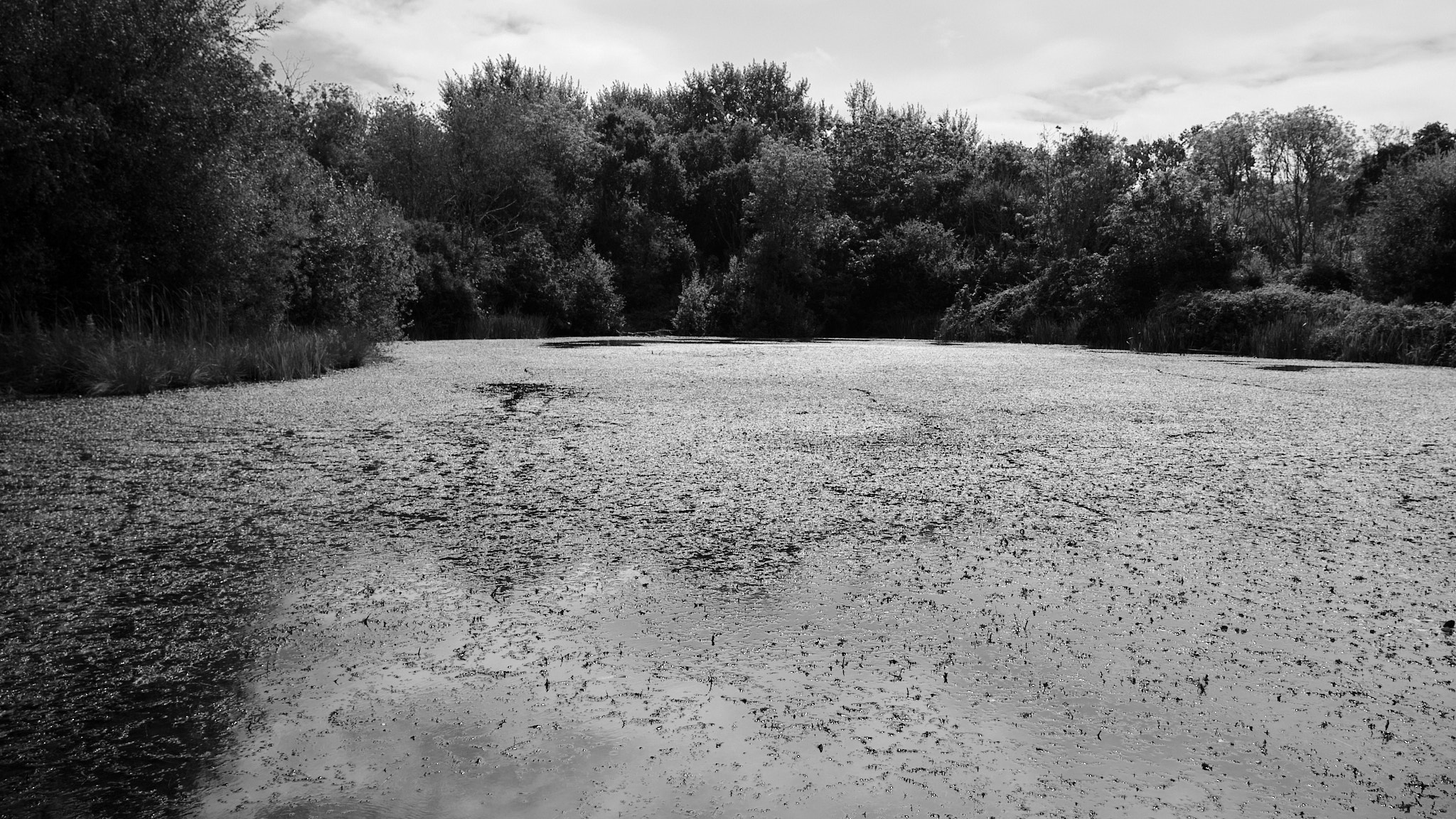 A black and white photo of a stagnant lake surrounded by trees on an overcast day