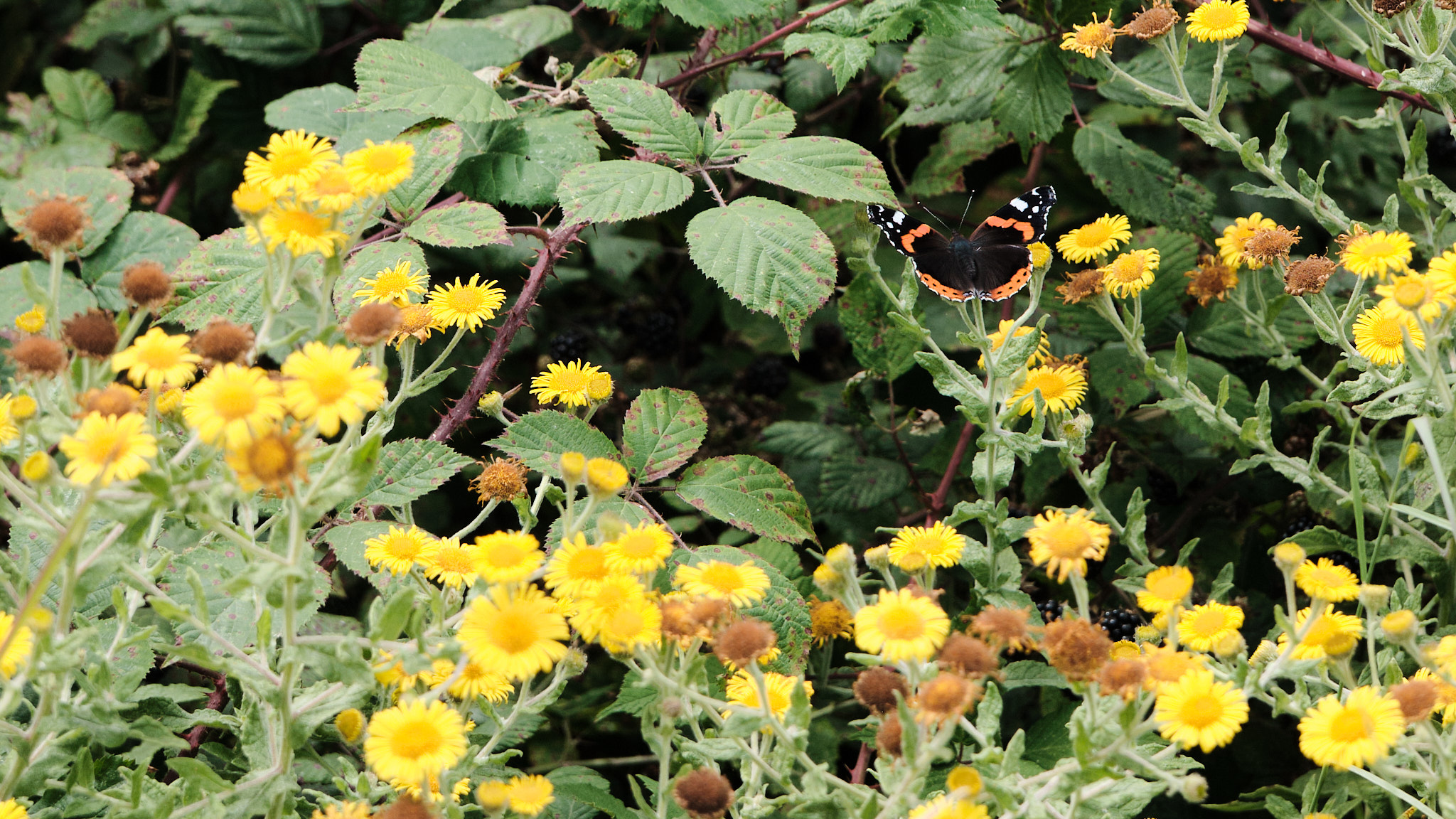 A butterfly pollinating a common fleabane, amongst others