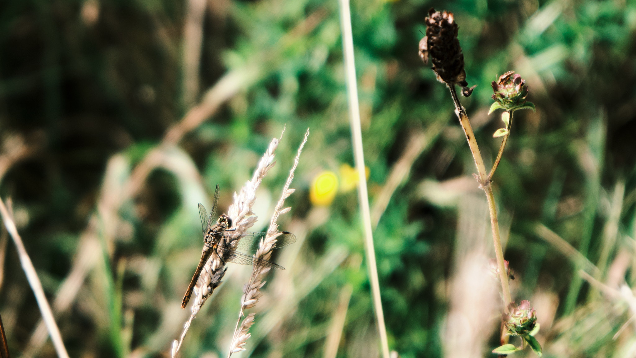 A dragonfly sitting on some ryegrass