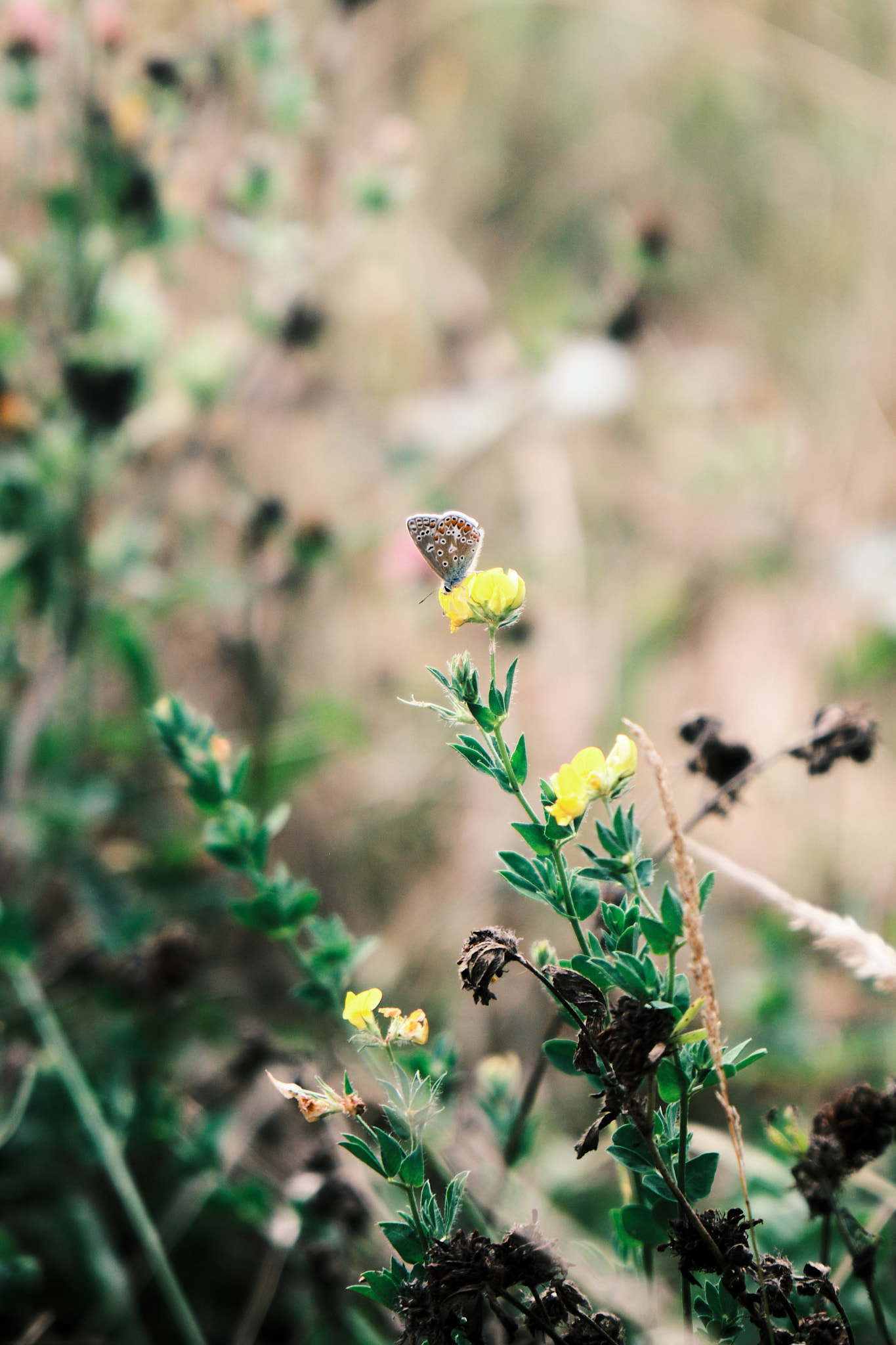 A butterly pollinating a french broom