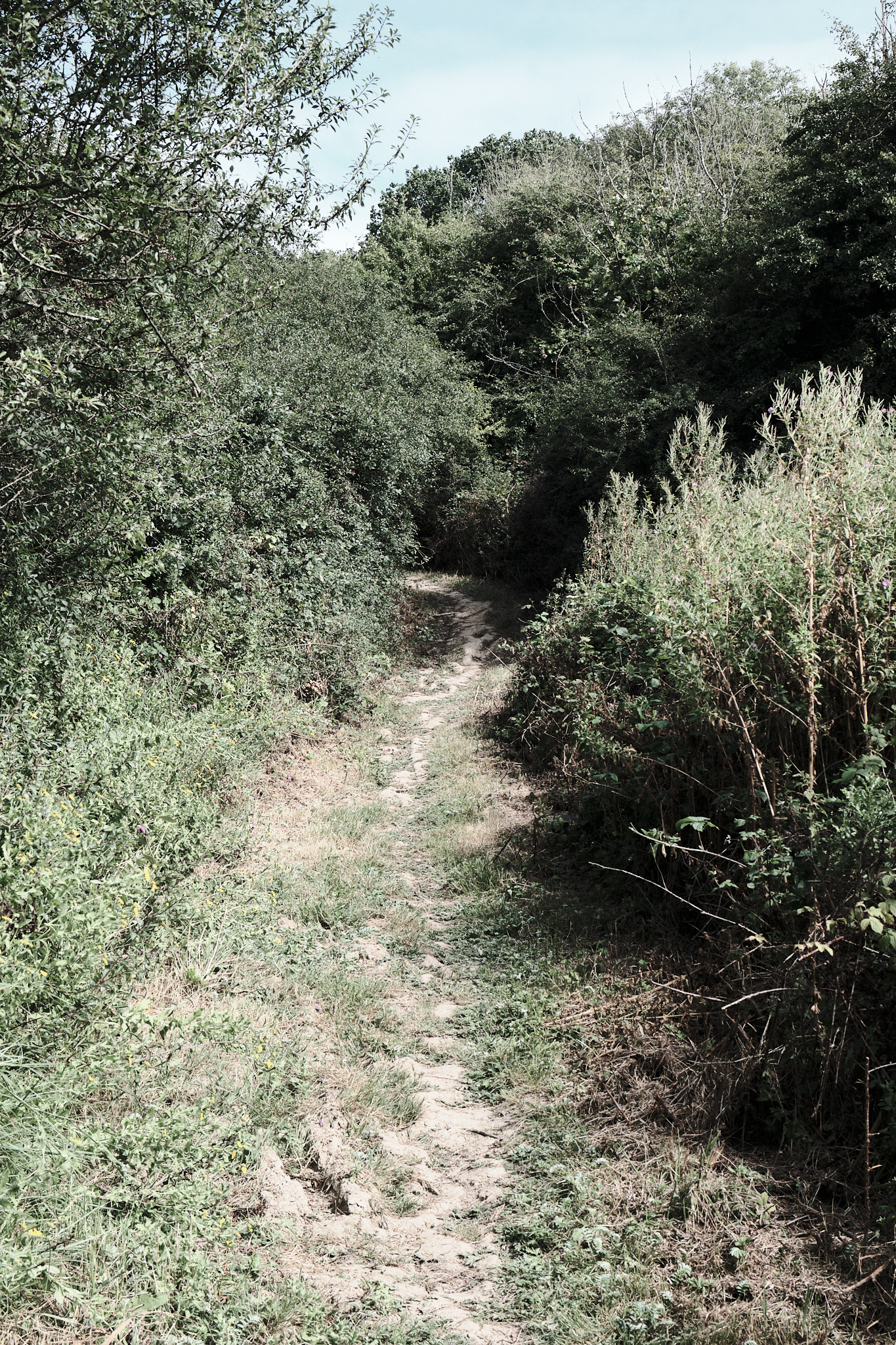 A dirt path heading to the woods