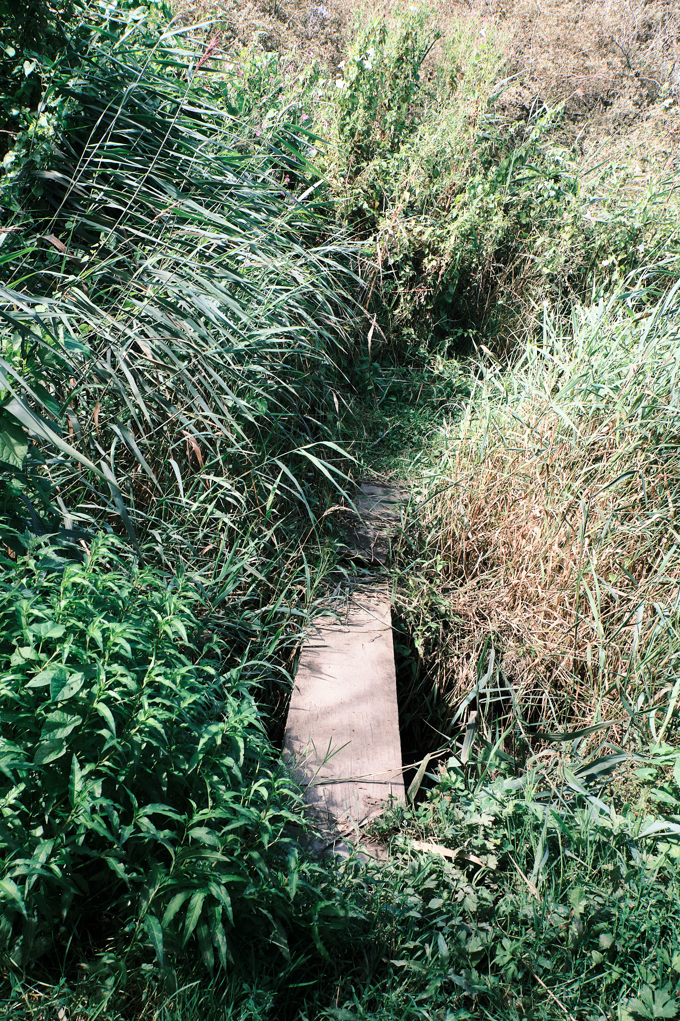 A plank of wood bridging a small canal